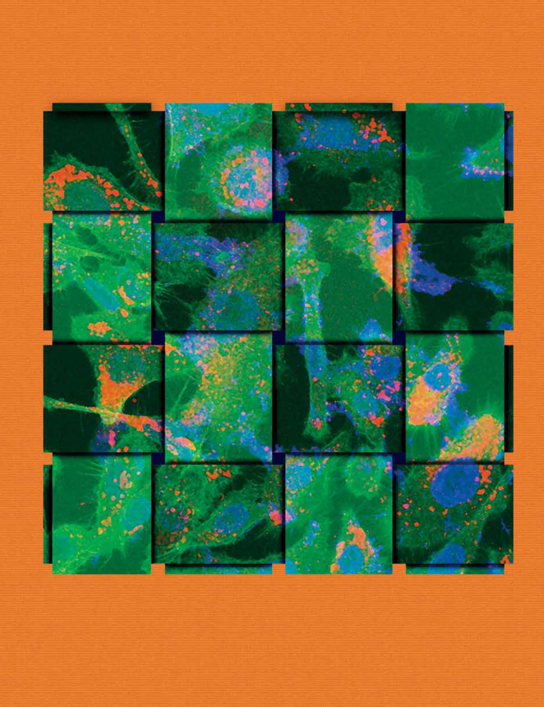 Faculty of Biotechnology and Food Engineering_Prof Marcelle Machluf-1